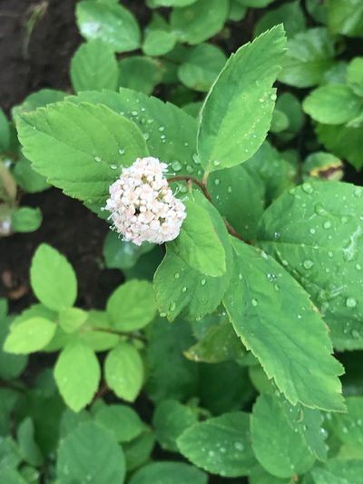 Spiraea corymbosa, photographed by jrcagle