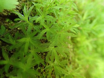 Atrichum selwynii, photographed by Randal