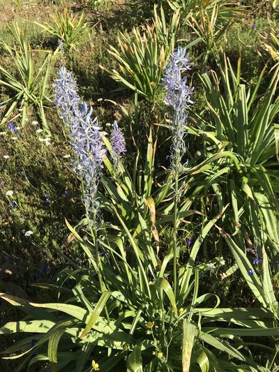 Camassia cusickii, photographed by Michael O'Loughlin