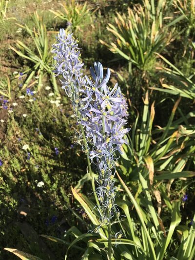 Camassia cusickii, photographed by Michael O'Loughlin