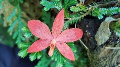 Prosthechea vitellina, photographed by Alan Rockefeller