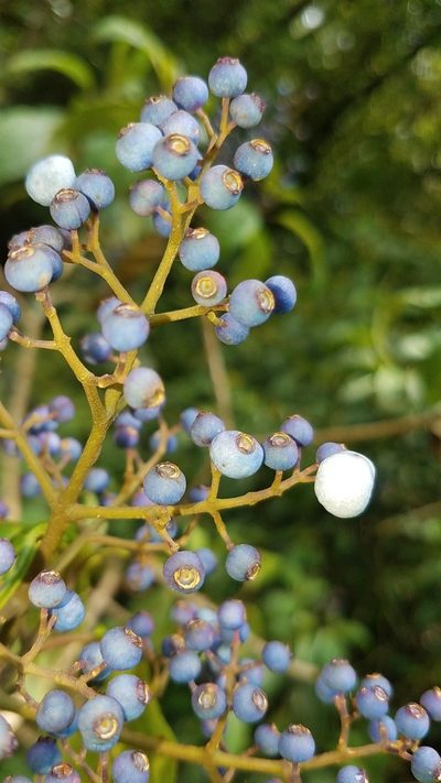 Miconia oligotricha, photographed by Alan Rockefeller