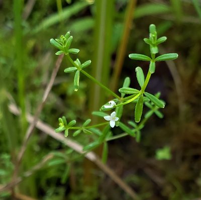 Hydrogalium labradoricum, photographed by aarongunnar