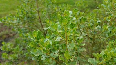 Baccharis conferta, photographed by Alan Rockefeller