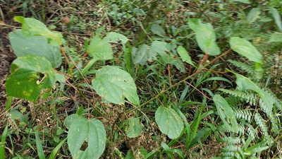 Alchornea latifolia, photographed by Alan Rockefeller