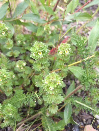 Euphrasia subarctica, photographed by Jason Grant