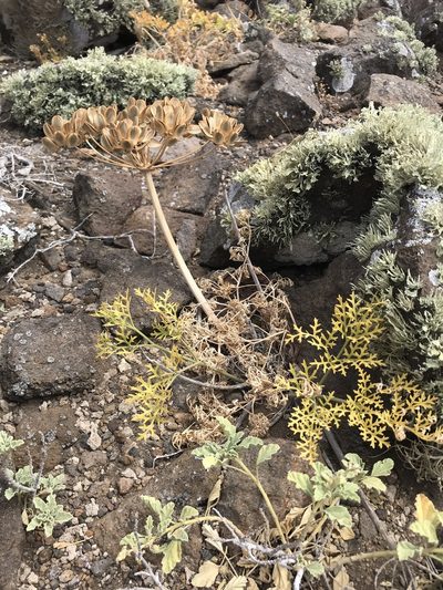 Lomatium insulare, photographed by william_hoyer