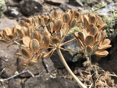 Lomatium insulare, photographed by william_hoyer