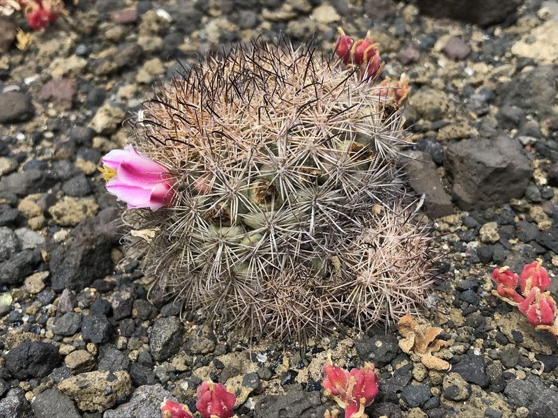 Cochemiea blossfeldiana, photographed by william_hoyer