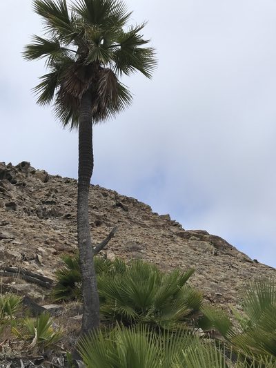 Brahea edulis, photographed by william_hoyer