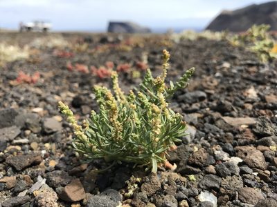 Oligomeris linifolia, photographed by william_hoyer