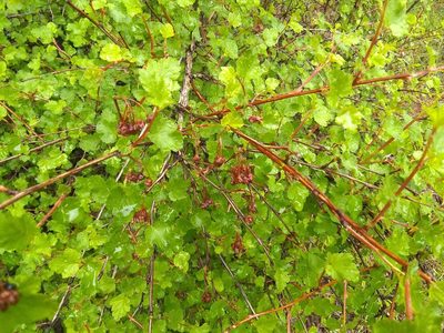 Physocarpus monogynus, photographed by John Brew