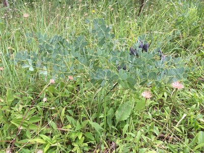 Baptisia aberrans, photographed by Alan Weakley