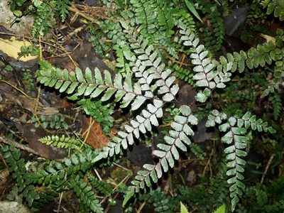 Adiantum fulvum, photographed by Leon Perrie
