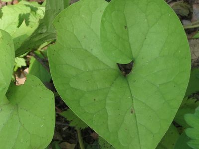 Asarum sieboldii, photographed by Repina Tatyana