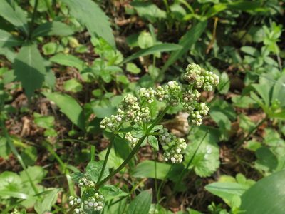 Hydrogalium platygalium, photographed by Repina Tatyana