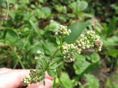 Hydrogalium platygalium, photographed by Repina Tatyana
