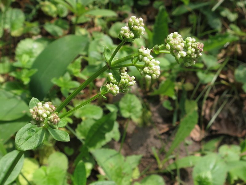 Hydrogalium platygalium, photographed by Repina Tatyana