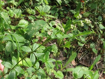Hydrogalium platygalium, photographed by Repina Tatyana