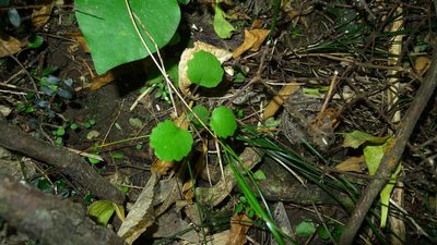 Brachyglottis sciadophila, photographed by Sarah Richardson