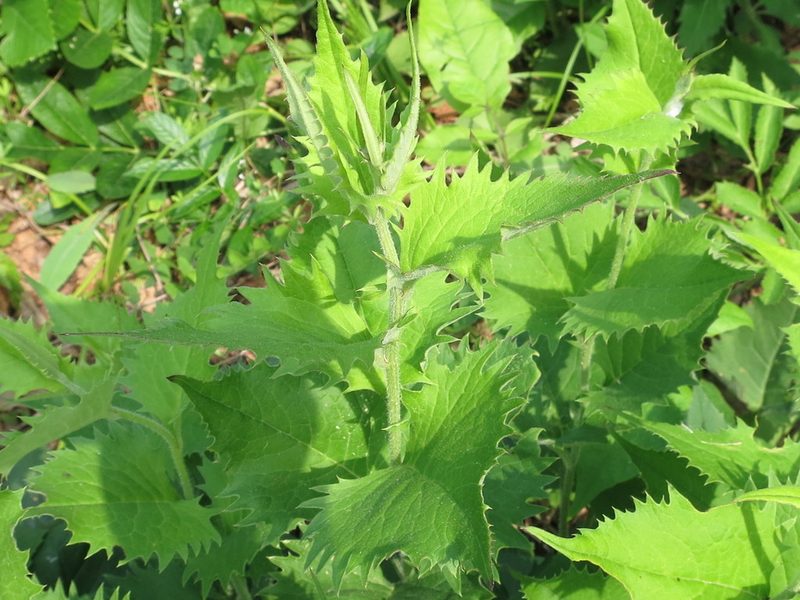 Saussurea grandifolia, photographed by Repina Tatyana
