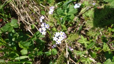 Myosotis decumbens, photographed by Tom Evans