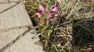 Pedicularis hirsuta, photographed by Tom Evans