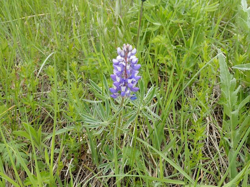 Lupinus wyethii, photographed by John Brew