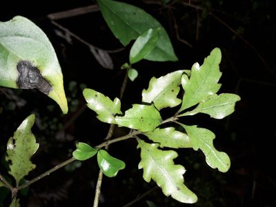 Alseuosmia banksii, photographed by naturewatchwidow