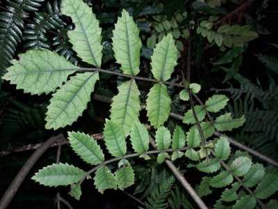 Ackama rosifolia, photographed by naturewatchwidow