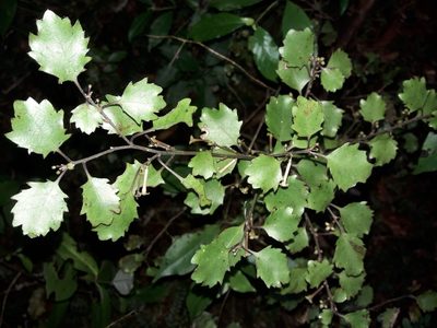 Alseuosmia banksii, photographed by naturewatchwidow