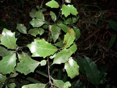 Alseuosmia quercifolia, photographed by naturewatchwidow