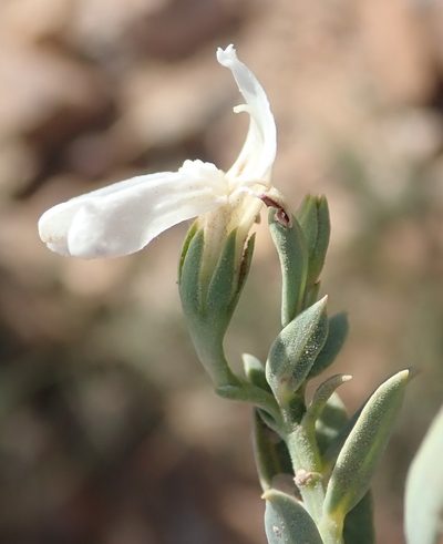 Pogonospermum incanum, photographed by Nicola van Berkel
