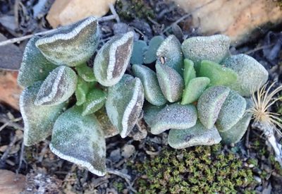 Adromischus cristatus, photographed by Nicola van Berkel