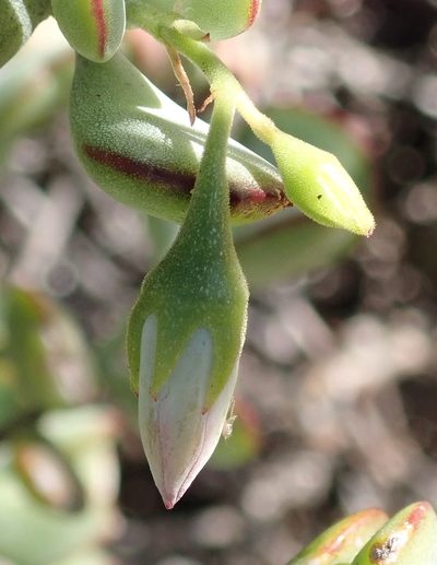 Cotyledon woodii, photographed by Nicola van Berkel