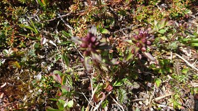 Pedicularis lapponica, photographed by Tom Evans