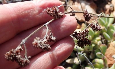 Crassula rogersii, photographed by Nicola van Berkel