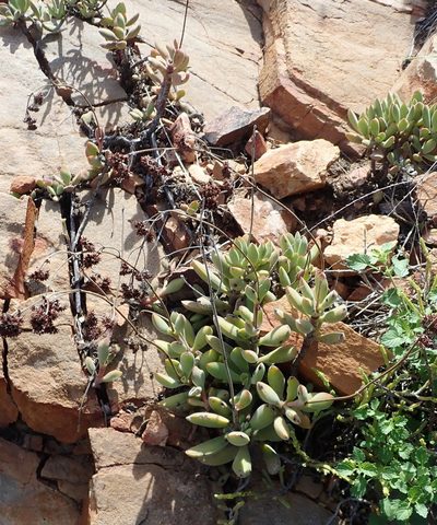 Crassula rogersii, photographed by Nicola van Berkel