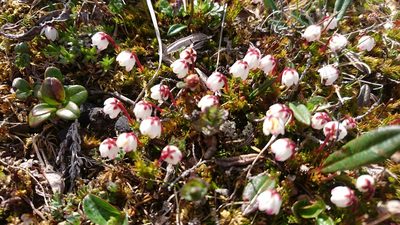 Harrimanella hypnoides, photographed by Tom Evans