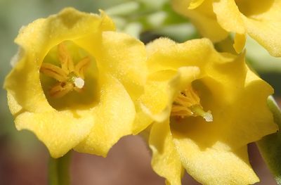 Hermannia velutina, photographed by Nicola van Berkel