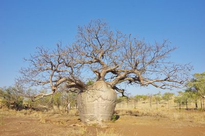 Adansonia gregorii, photographed by Thibaud Aronson