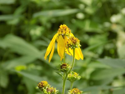Verbesina helianthoides, photographed by Blake Bringhurst