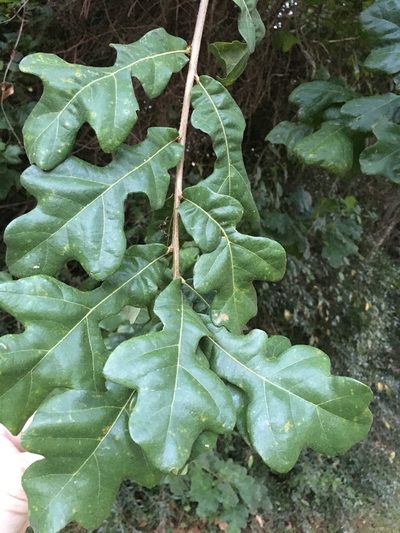 Quercus similis, photographed by Alan Weakley