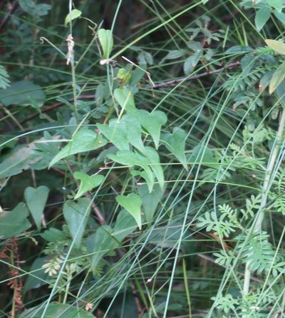 Dioscorea burchellii, photographed by Di Turner
