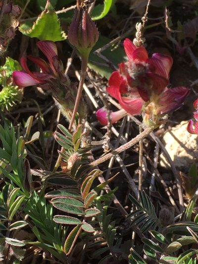 Onobrychis humilis, photographed by Andre Hosper