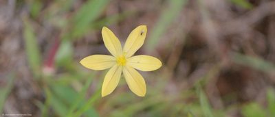 Sisyrinchium tenuifolium, photographed by José Belem Hernández Díaz