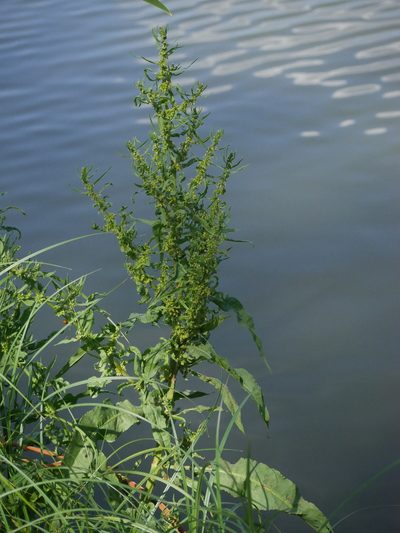 Rumex palustris, photographed by Alexis Tinker-Tsavalas