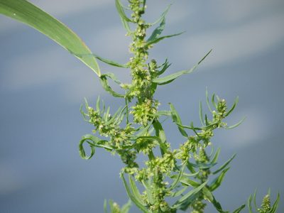 Rumex palustris, photographed by Alexis Tinker-Tsavalas