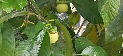 Garcinia mangostana, photographed by Ong Jyh Seng