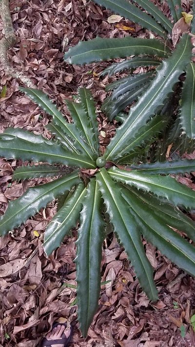Theophrasta americana, photographed by Yolanda M. Leon